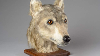 Reconstruyen la imagen de un perro de hace más de 4.000 años. Sigue siendo un buen chico
